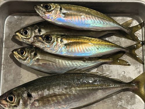 アジの釣果