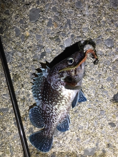マゾイの釣果