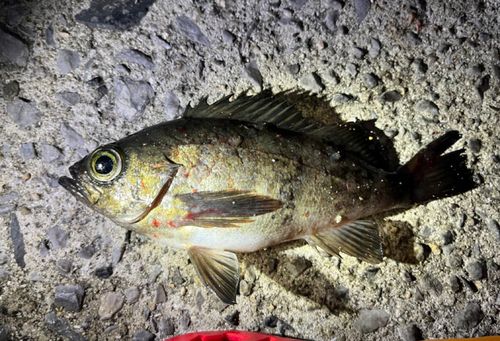 メバルの釣果