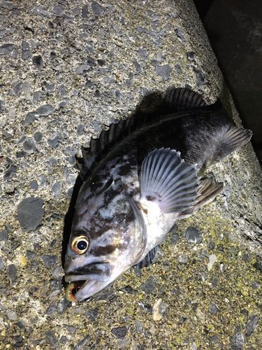 クロソイの釣果
