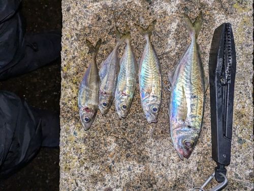 アジの釣果