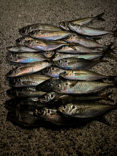アジの釣果