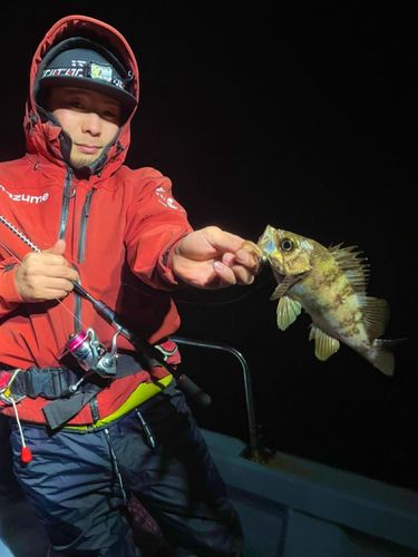 メバルの釣果