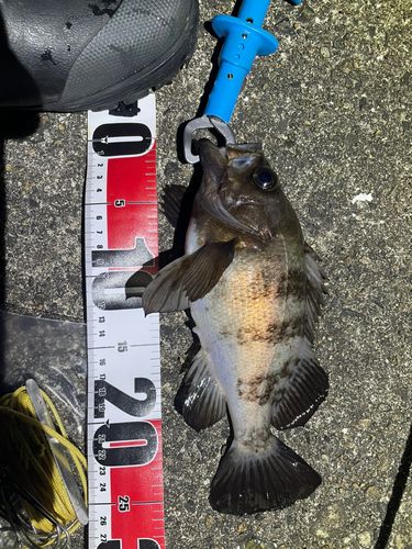 メバルの釣果