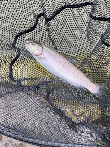 ニジマスの釣果