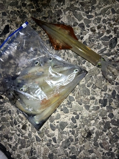 ヤリイカの釣果