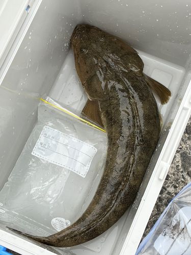 マゴチの釣果