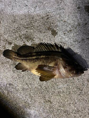 シマソイの釣果