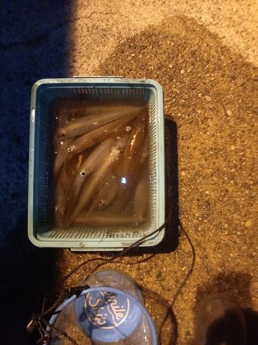 ヤリイカの釣果