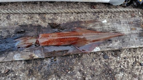 ササイカの釣果