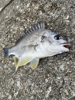 キビレの釣果