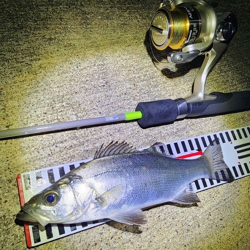 シーバスの釣果