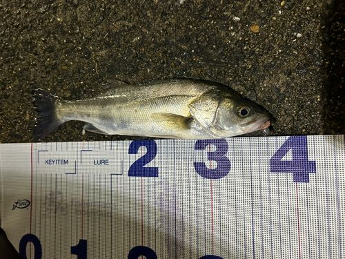 セイゴ（マルスズキ）の釣果