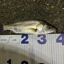 セイゴ（マルスズキ）