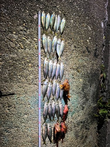 アジの釣果