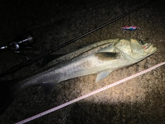 シーバスの釣果