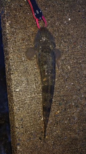 マゴチの釣果