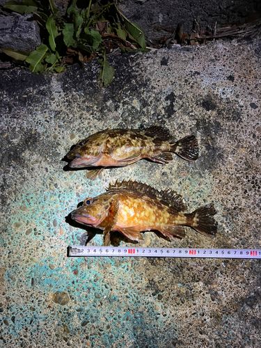 カサゴの釣果