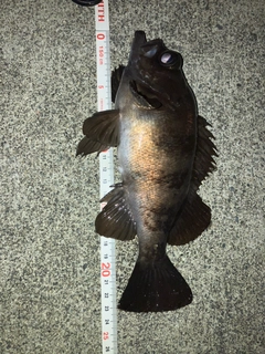 メバルの釣果