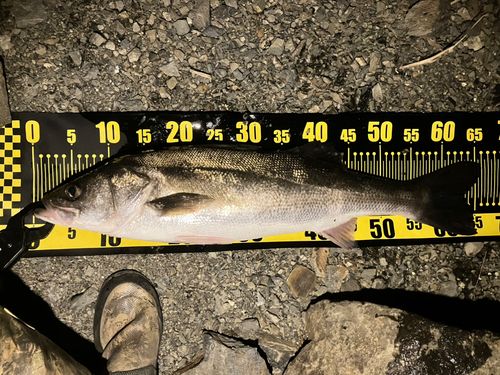 マルスズキの釣果