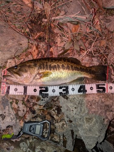 ブラックバスの釣果
