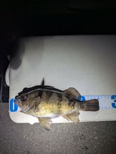 メバルの釣果
