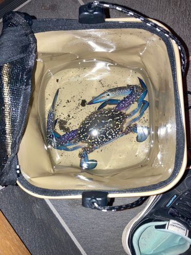 ワタリガニの釣果