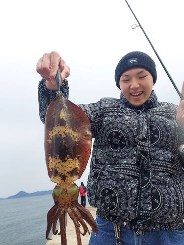 ヤリイカの釣果