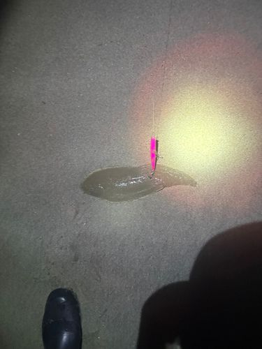 ウシノシタの釣果