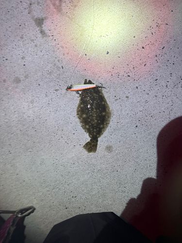 ヒラメの釣果