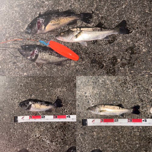 クロソイの釣果