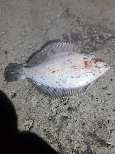 カレイの釣果