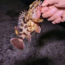 カサゴ