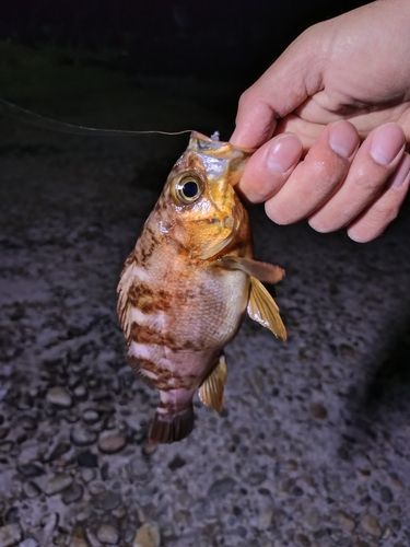 アカメバルの釣果