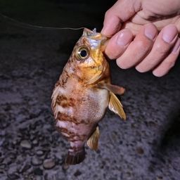 アカメバル