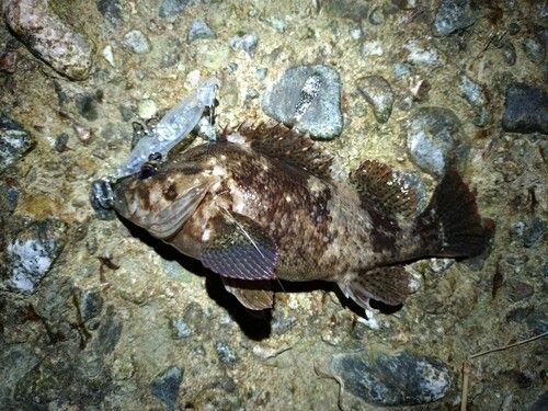 ソイの釣果