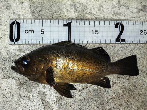 メバルの釣果