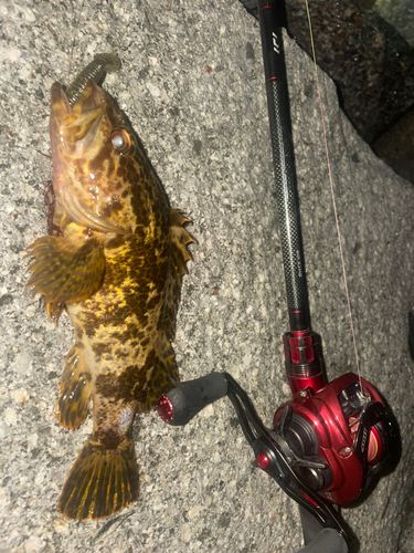 ベッコウゾイの釣果