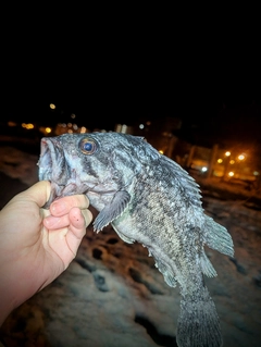 クロソイの釣果