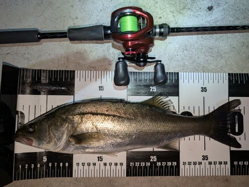 シーバスの釣果