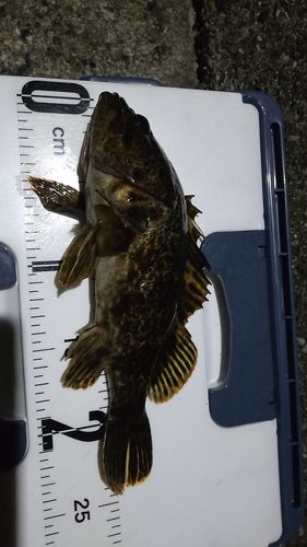 タケノコメバルの釣果