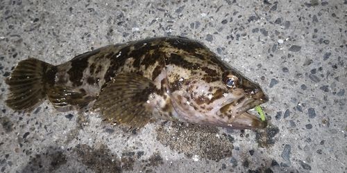 タケノコメバル