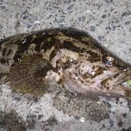 タケノコメバル