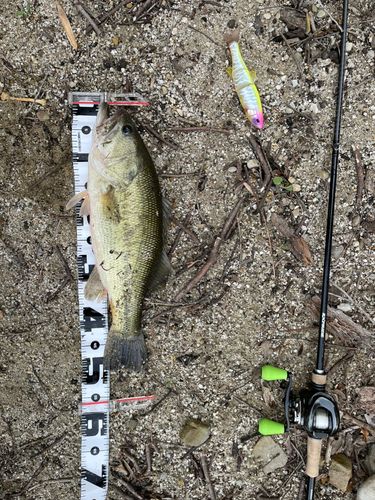 ブラックバスの釣果