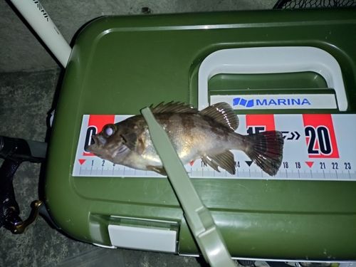シロメバルの釣果