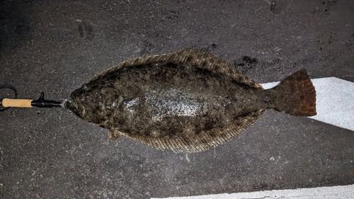 ヒラメの釣果