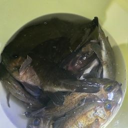 メバル