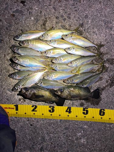 アジの釣果