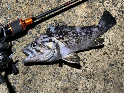 クロソイの釣果