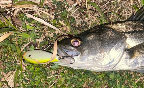 シーバスの釣果
